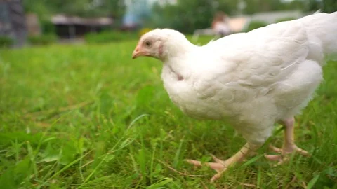 Chicken walk 3 Stock Footage 113546477