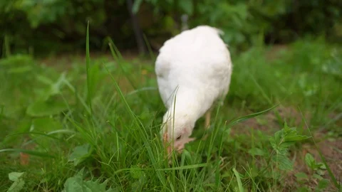 Chicken walk 4mp4 Stock Footage 113546934