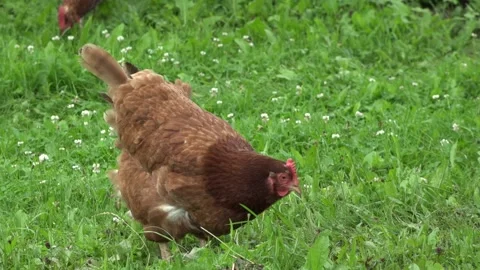 Chicken walk in the field Stock Footage 134664711