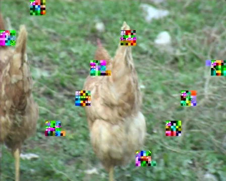 Chicken walk Video stock 88926