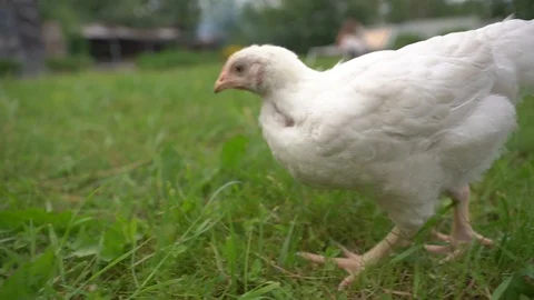 Chicken walk Stock Footage 113543445