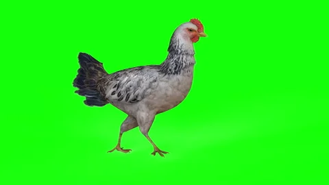 Chicken Walk Stock Footage 288857136