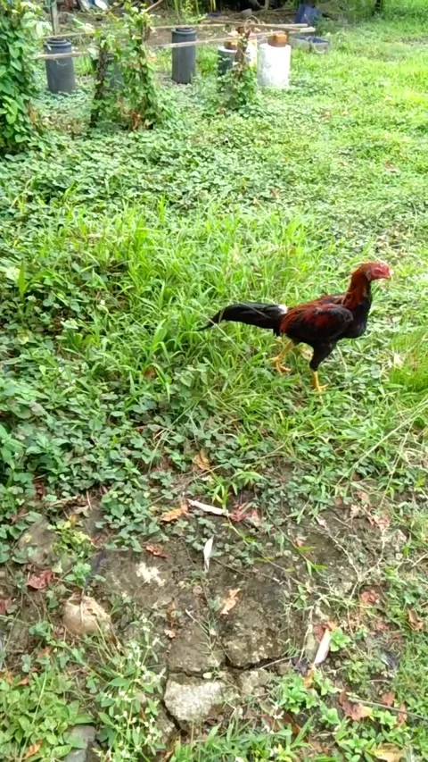 Chicken walk in the grass Video stock 219447547