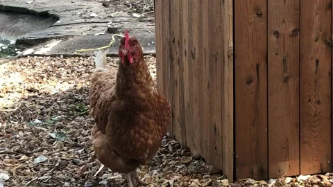 CHICKEN WALKING 1 Stock Footage 135018583