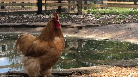 CHICKEN WALKING 2 Stock Footage 135018599