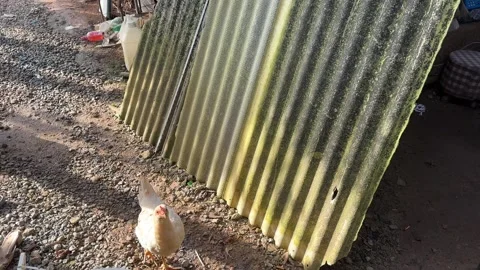 Chicken walking alone into farm yard Stock Footage 325245103