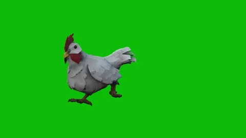 Chicken Walking Animation on Green Screen Background Farm Bird Footage Stock Footage 312552158