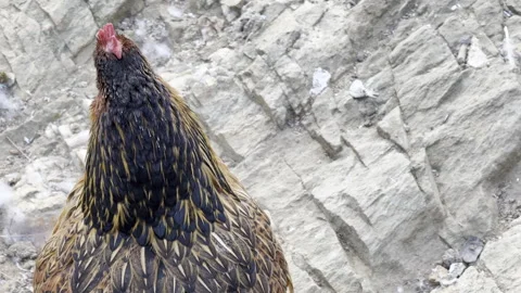 Chicken walking around, Afternoon time Stock Footage 290241953