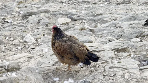 Chicken walking around, Afternoon time Stock Footage 290242385