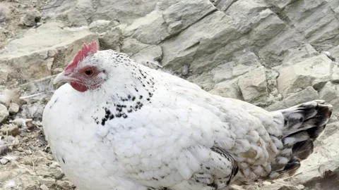 Chicken walking around, Afternoon time Stock Footage 290242453