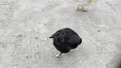 Chicken walking around, Afternoon time Stock Footage 290242959