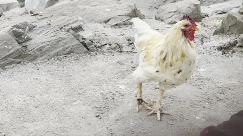 Chicken walking around, Afternoon time Stock Footage 290243113