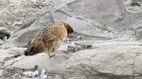 Chicken walking around, Afternoon time Stock Footage 290243170