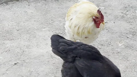 Chicken walking around, Afternoon time Stock Footage 290243200