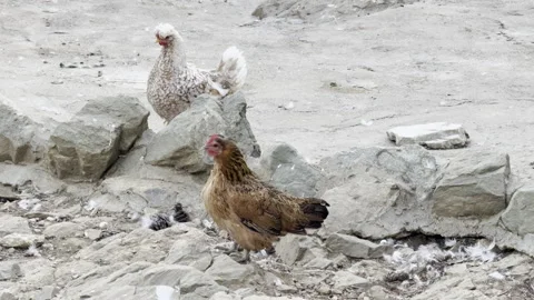 Chicken walking around, Afternoon time Stock Footage 290243353