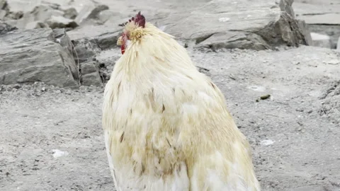 Chicken walking around, Afternoon time Stock Footage 290243445
