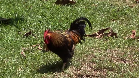 Chicken Walking Around Video stock 46131728