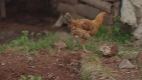 Chicken Walking Around Stock Footage 247678845