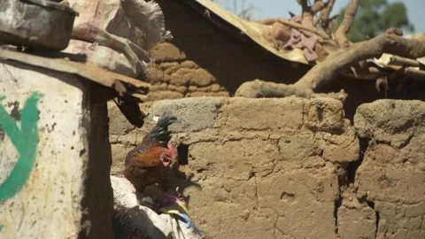 A Chicken Walking Around Video stock 303794513