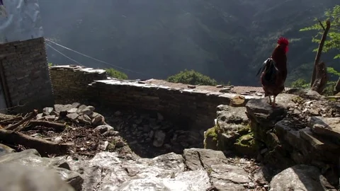 Chicken Walking Down Into Himalayan House in Nepal. Stock Footage 85297464