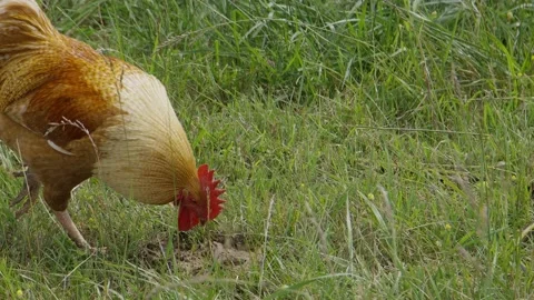 Chicken walking in field Stock Footage 198068863