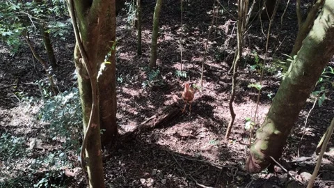 Chicken walking in the forest. Stockbeeldmateriaal 153722513