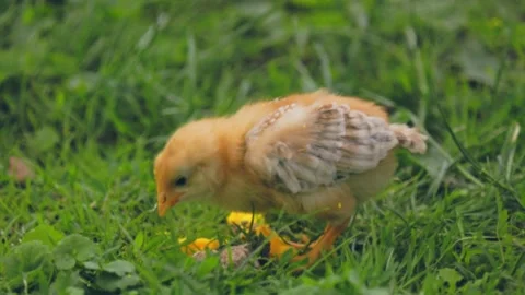 Chicken walking on the grass Stock Footage 198153644
