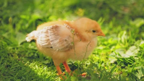 Chicken walking on the grass Stock Footage 200730698
