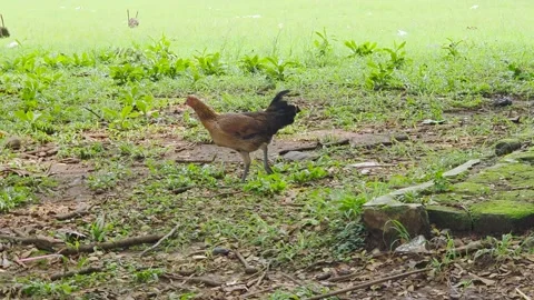 Chicken walking on the grass 库存影片 302246315