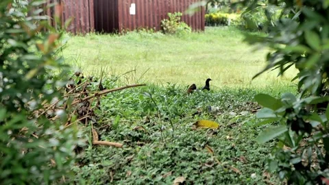 Chicken walking on the grass on the open field Video stock 172403314