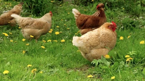 Chicken walking on the grass in the yard Stock Footage 90794472