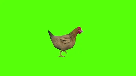 Chicken Walking Green Screen Animation 4k Rendering Stock Footage 296972453