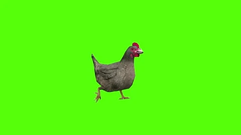 Chicken Walking Green Screen Animation 4k Rendering Stock Footage 296973007