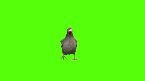 Chicken Walking Green Screen Animation 4k Rendering Stock Footage 296973012