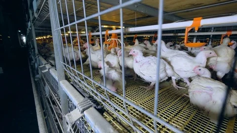 Chicken walking in poultry cage. Close-up. Vídeo Stock 80671087