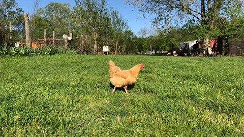 Chicken walking through grass, on the farm, 4K Stock Footage 108469098