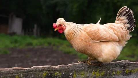 Chicken walking through the grass while they eat. Farm animal. Slow Motoin. Stock Footage 166090764