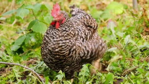 Chicken walking toward camera on grass in frontal view, domestic poultry Stock Footage 334098605