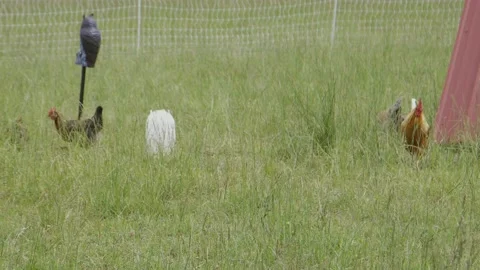 Chicken walking towards camera Stock Footage 198068946