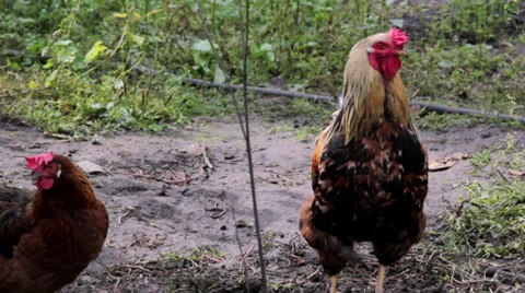 Chicken walks on the farm Stock Footage 31020160