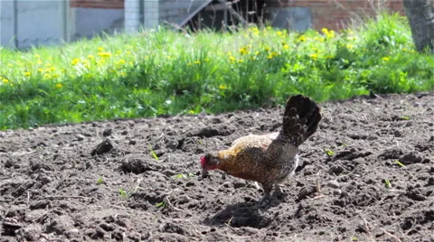 Chicken walks the garden Video stock 50485759