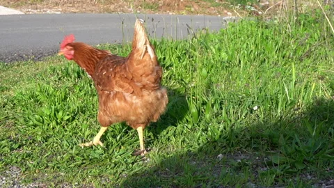 Chicken walks on the grass Stock Footage 282252600