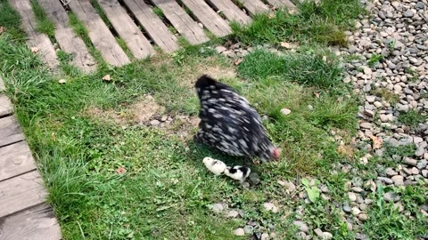 Chicken walks on grass with two chicks nearby in a rural garden Stock Footage 341917470