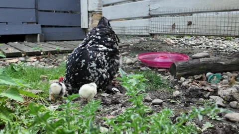 Chicken walks on grass with two chicks nearby in a rural garden Stock Footage 341919740