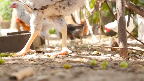 Chicken walks on the ground. Close-up. Slow motion Stock Footage 100970382