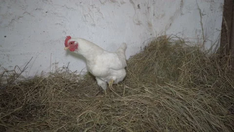 Chicken walks on hay Stock Footage 131300722