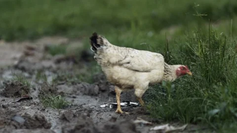 Chicken walks through grass and pecks at the ground Stock Footage 95673763