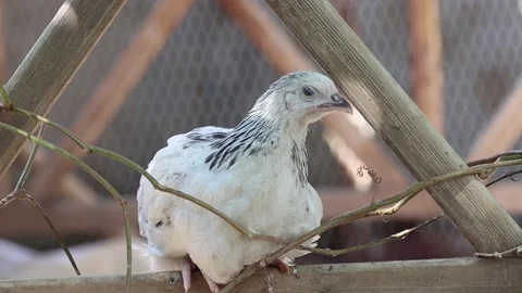 Chicken wanting to rest in the daytime Stock Footage 140648514