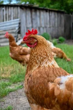 The chicken is watching Stock Photos