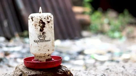 Chicken Waterer Stock Footage 221838574